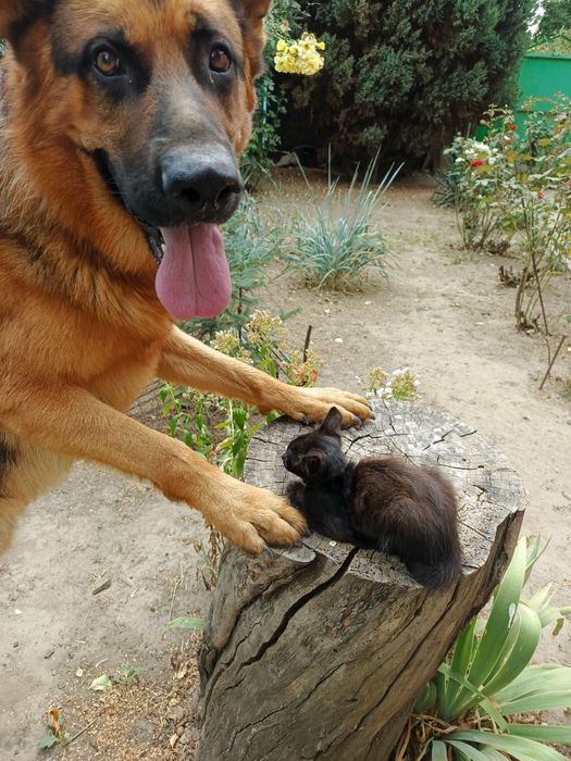 Котёнок бесплатно