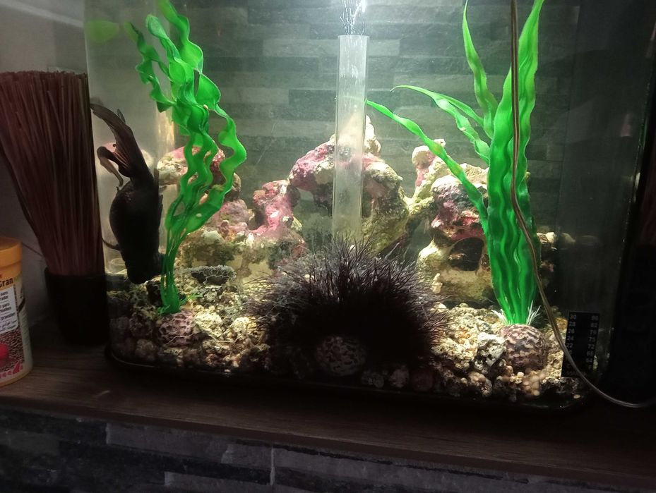 AQUÁRIO BIORB FLOW  MCR PRETO 30L