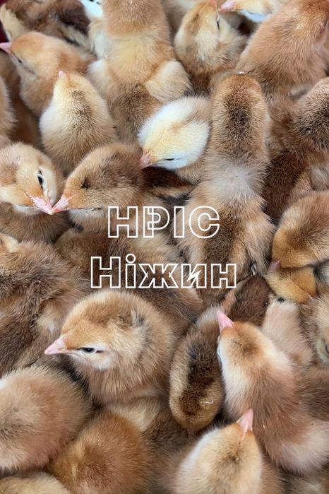 Продаж добового молодняка птиці, Бройлер, м/я, Долматинець, Геркулес