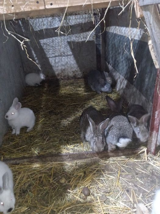 продам кроликів різною вагою і віком .Можлива спаровка)!