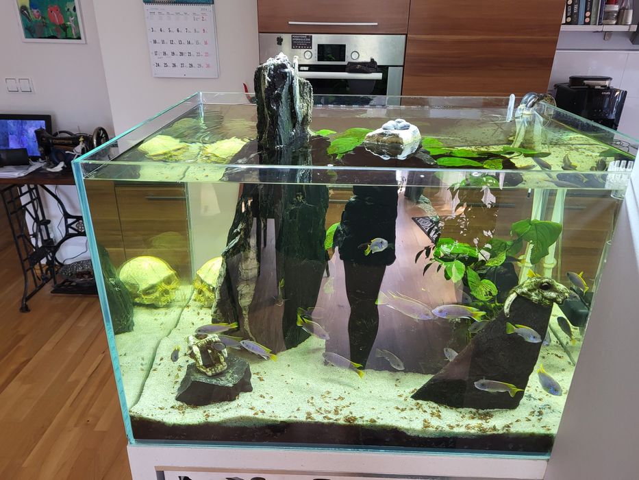 Akwarium otwarte OptiWhite 200l  60x75x45 Malawi pyszczaki Acei