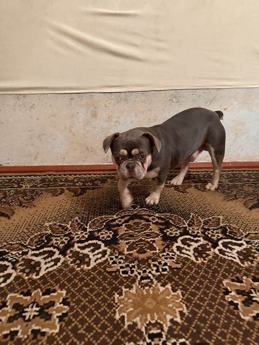 Французкий Бульдог