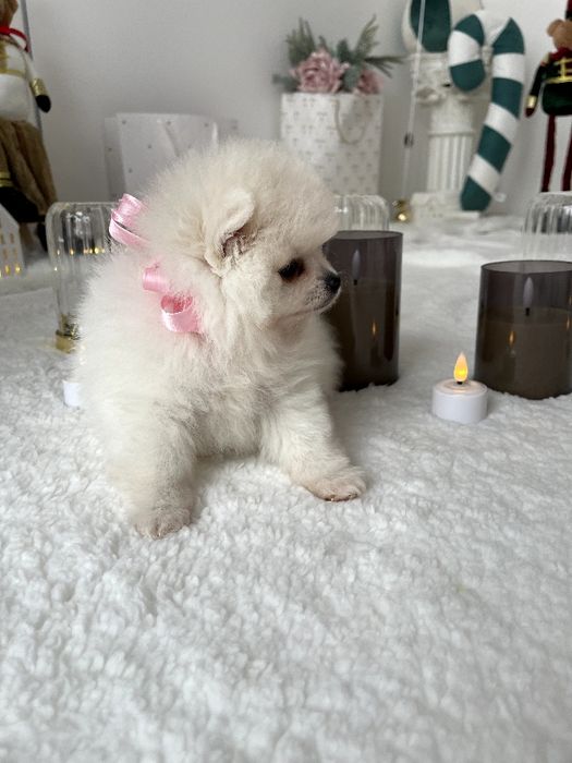 Ексклюзивні  Померанські шпіци з ідеальним характером