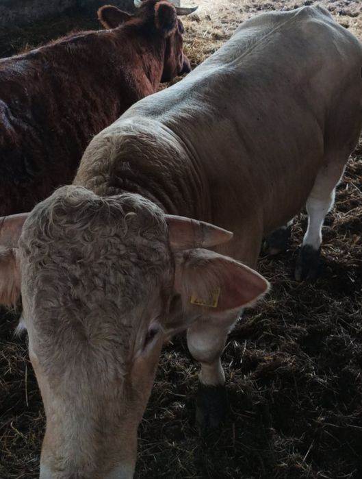 Sprzedam młodego byka Blond'd aquitaine