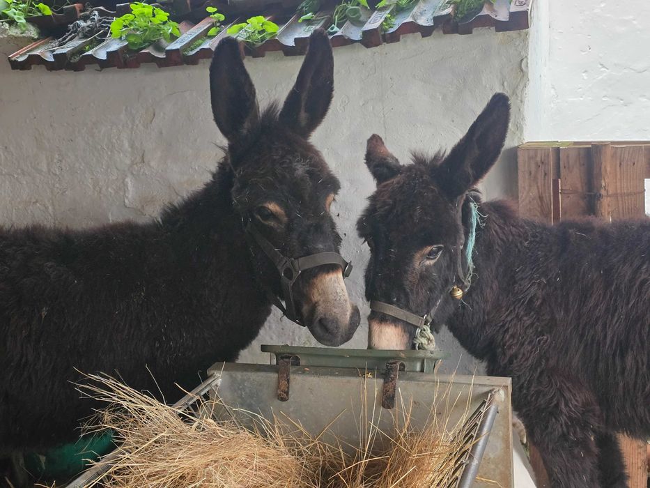 Vendo Burrinhos anoes