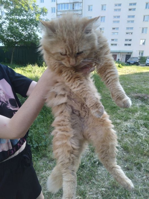 Віддам рудого кртика в люблячу родину