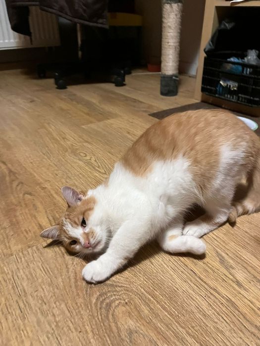 Roczna kotka szuka domu niewychodzącego