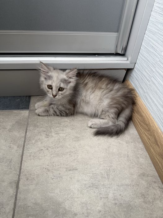 Кошенята,в добрі руки