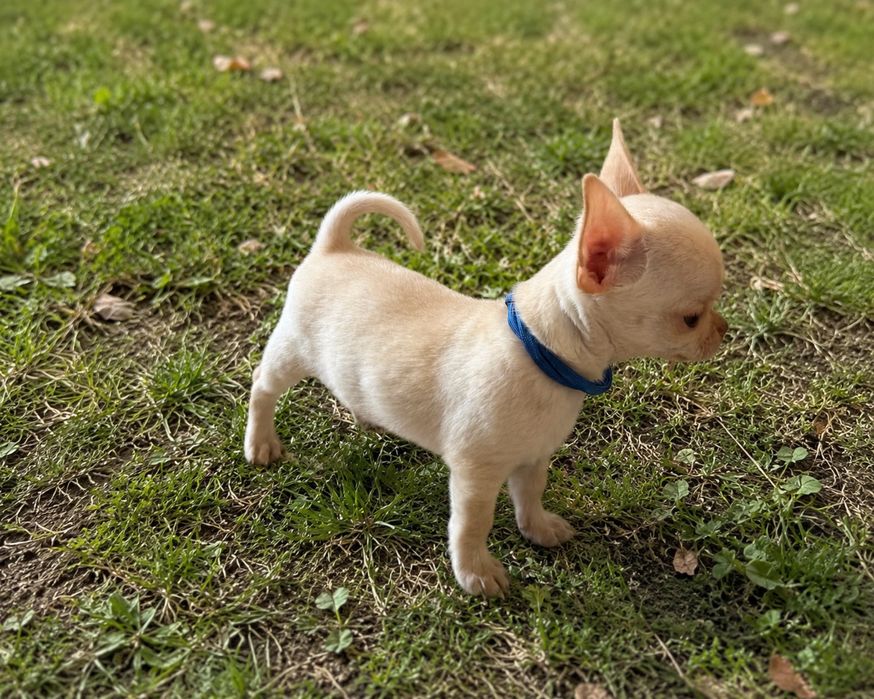 Chihuahua krotkowlosa (samiec)