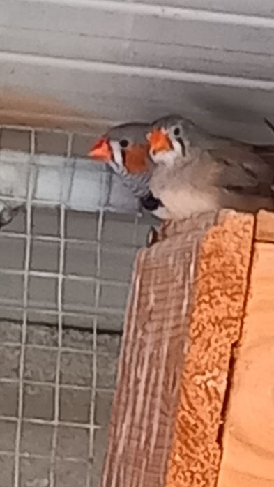 Vendo Mandarins machos
