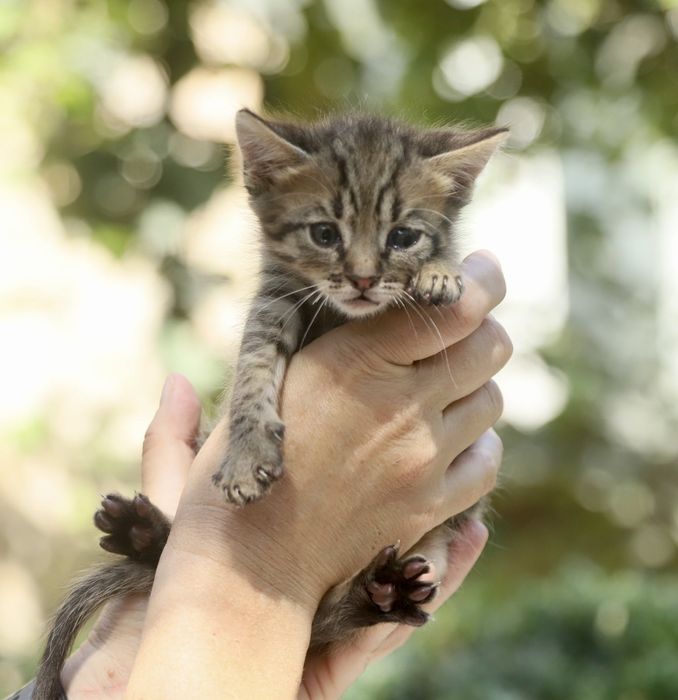 Зовсім крихітні кошенята шукають родини