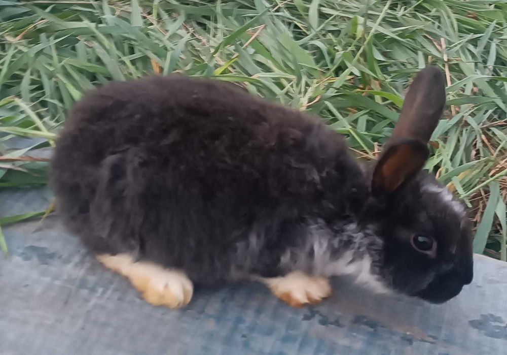 Продаються кролики