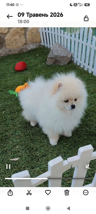 Кремовий красунчик