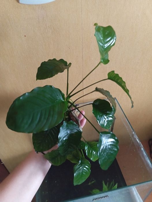 Sprzedam Anubisa