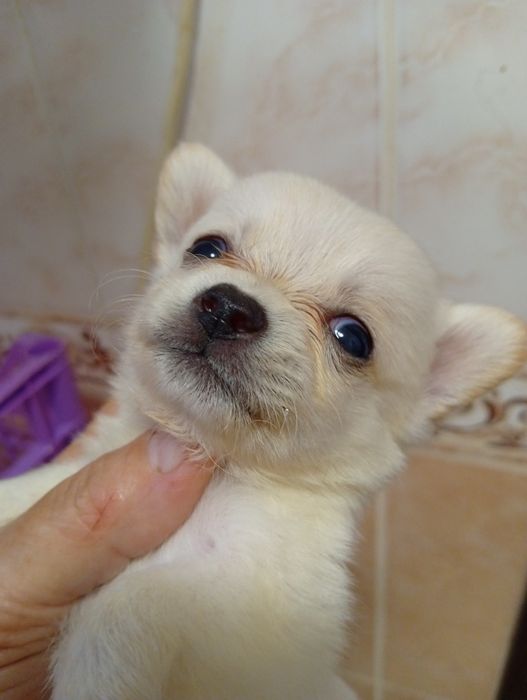 Продам щенка длинношёрстной  чихуахуа