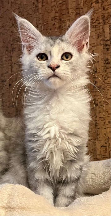 Magiczna koteczka Maine Coon SREBRZYSTA SZYLKRETKA