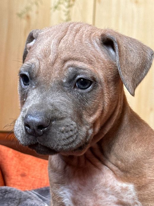 АСТ цуценята  з документами