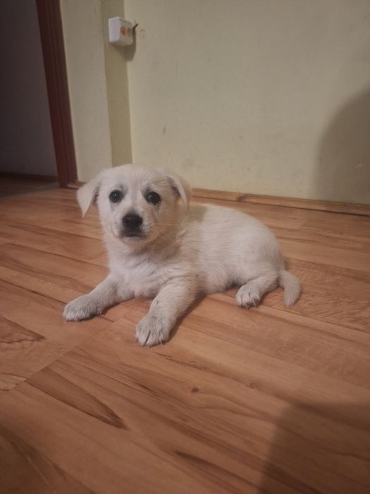 Oddam pieski za darmo