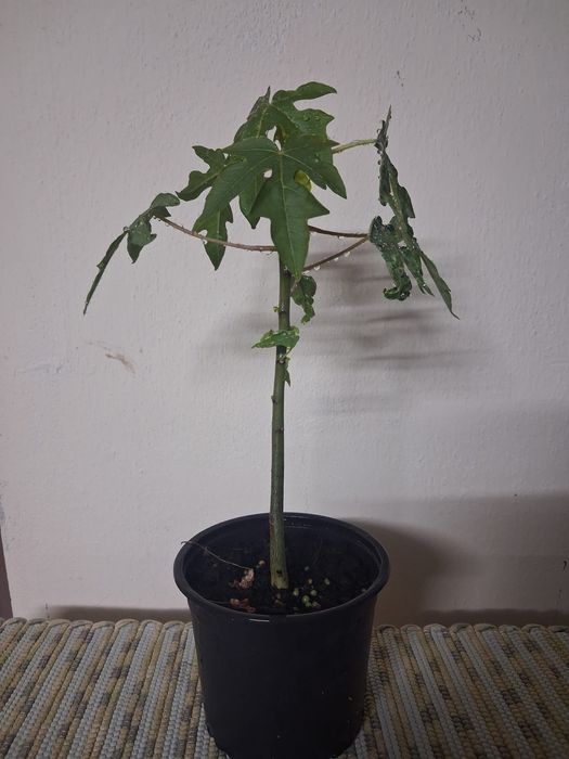 Mamão com 30 centimetros