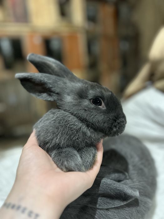 Віденьська голуба