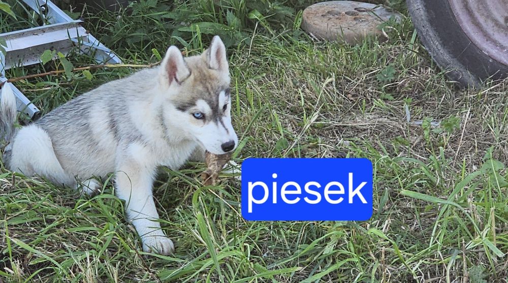 Szczeniak  Siberian  Husky