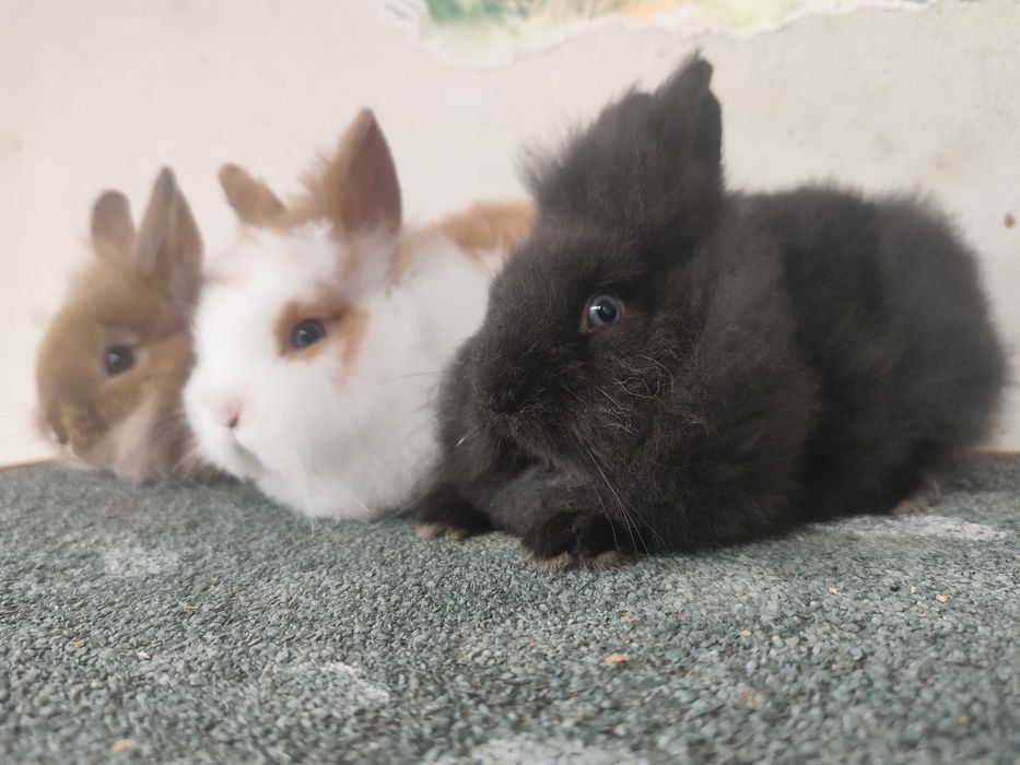 Coelhos Anões Mini Lionhead
