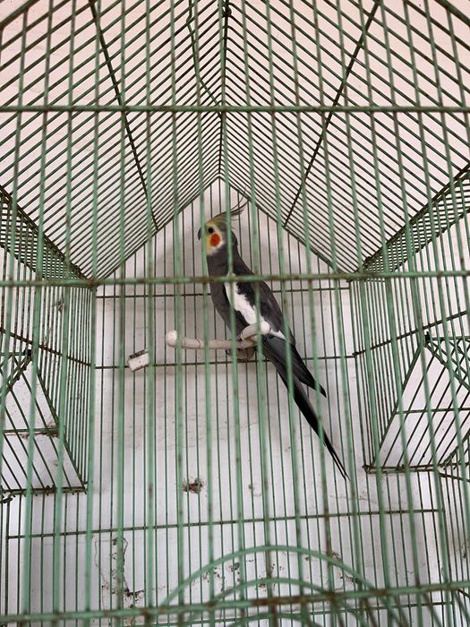 Caturra macho menos de um ano