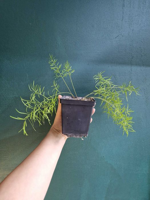 Рослини кімнатні для кашпо