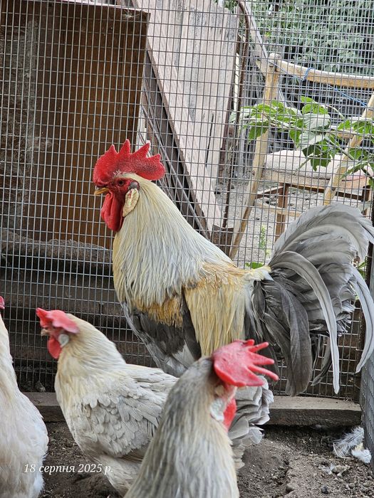 Курчата. Легорн Изабелла 3 мес.