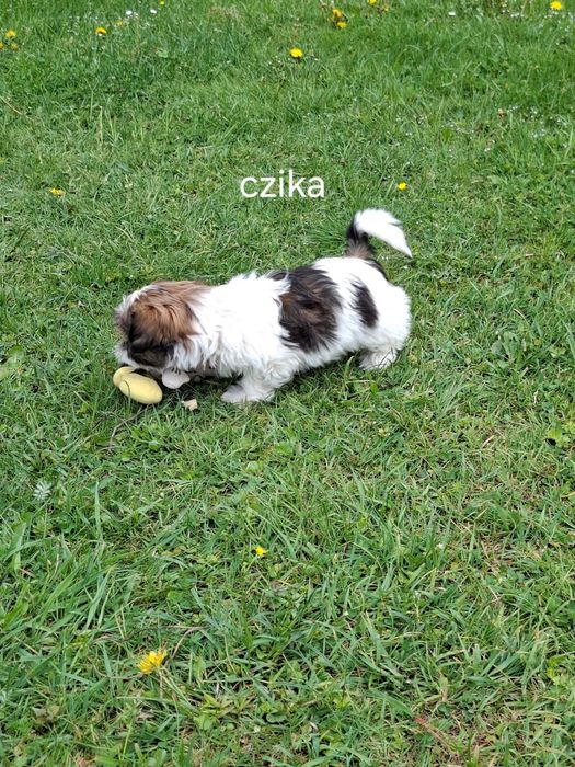 Shih-tzu suczka szczeniak