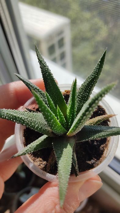 Красула рупестріс (наскальна) , Crassula rupestris сукулент