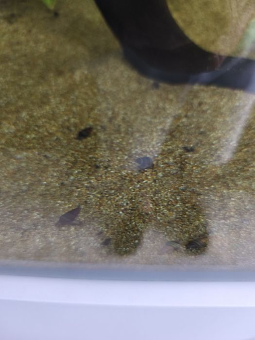 Caracóis Clea Helena