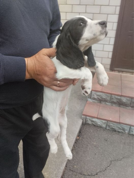 Продам цуценят Спаніельчиків