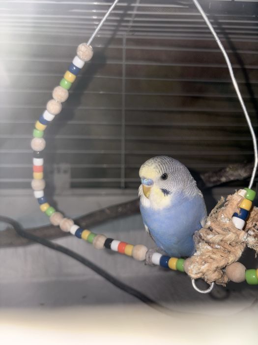 Pilnie oddam papuge