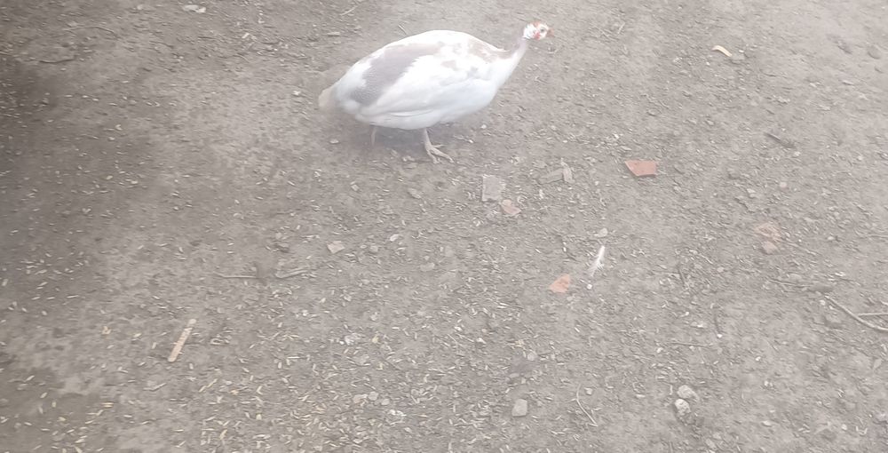 Jajka lęgowe perliczek