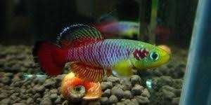 Zagrzebka Afrykańska