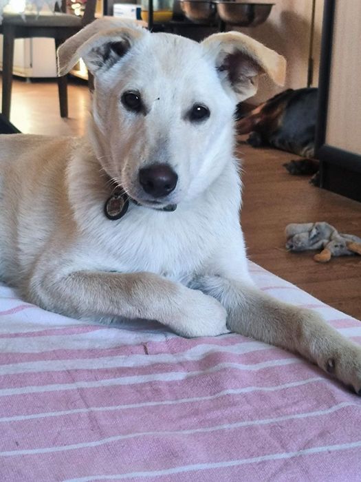 Цуценята в добрі руки