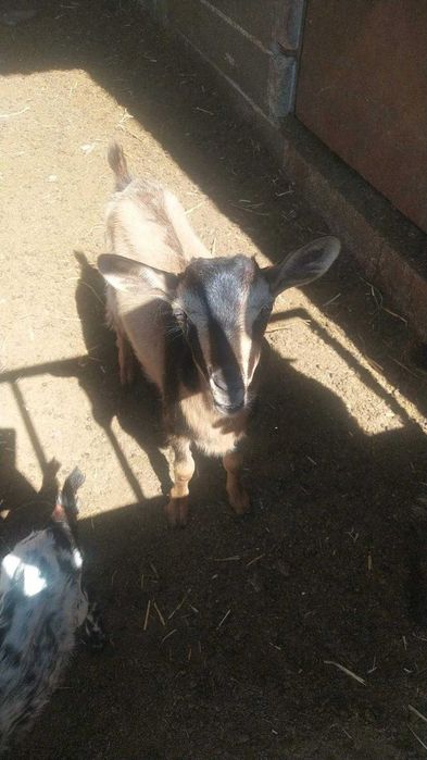 Cabritas Serranas