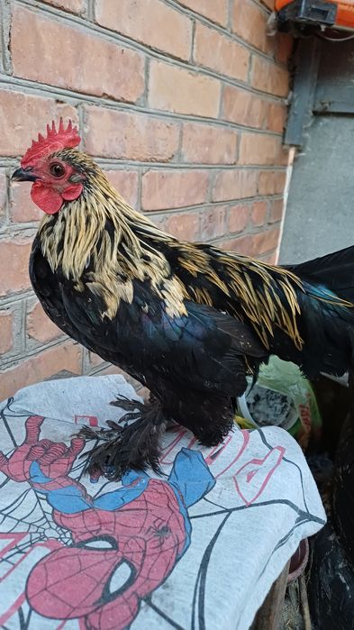 Продам Карликових півнів.