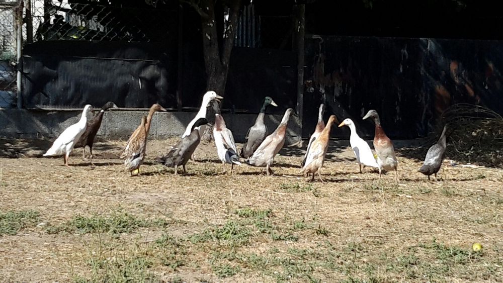 Aves/ Galinhas / Patos