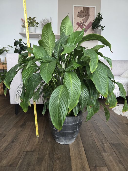 Skrzydłokwiat 100cm