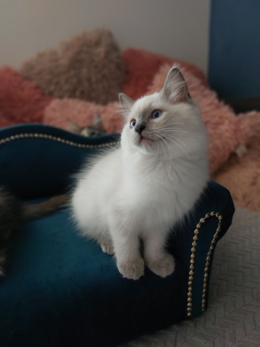 Hesia  Koteczka Ragdoll FPL/FIFE