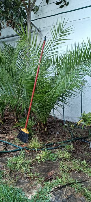 Palmeiras das Canárias e da China (leque)