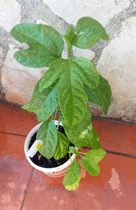 3 Pés de maracujá amarelo