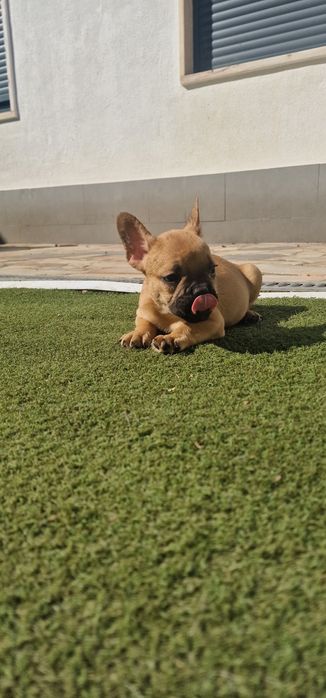 Menino bulldog frances fawn