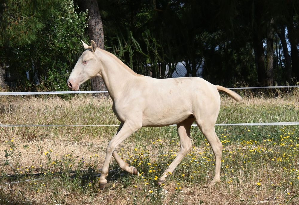 Poldro lusitano