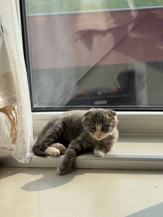 висловухе кошеня хлопчик