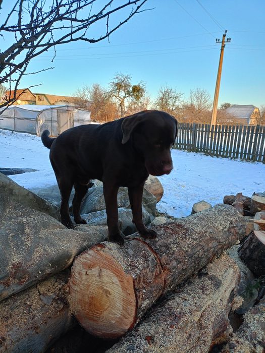 Лабрадор в'язка.