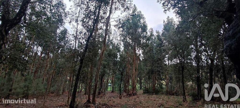 Terreno Agrícola em Bela