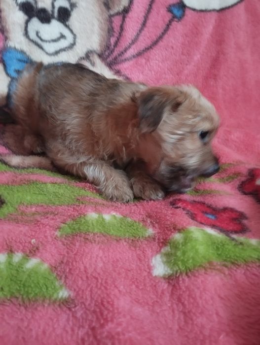 Щенки метисы йорка